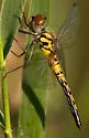 Red-veined Pennant - photo 3