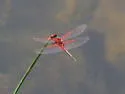 Red-veined Pennant - photo 4