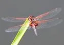 Red-veined Pennant - photo 5