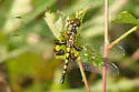 Martha's Pennant