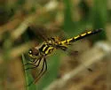 Ornate Pennant