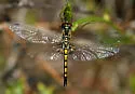 Ornate Pennant - photo 3