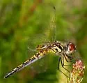 Ornate Pennant - photo 4