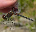 Ornate Pennant - photo 5