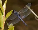Double-ringed Pennant - photo 2