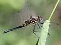 Double-ringed Pennant - photo 3