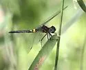 Double-ringed Pennant - photo 4