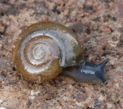 Cellar Snail