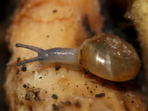 Cellar Snail - photo 2