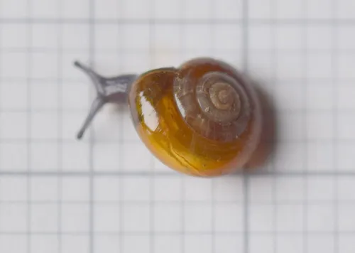 Cellar Snail - photo 3