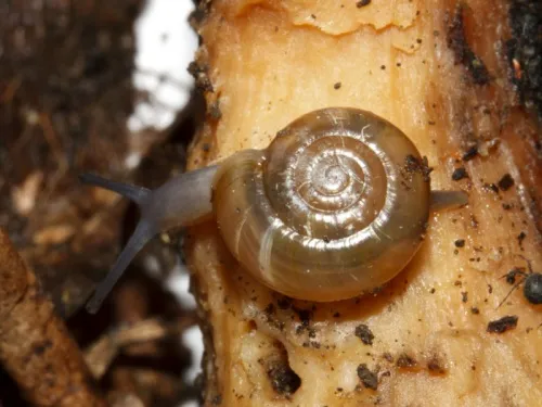 Cellar Snail - photo 4