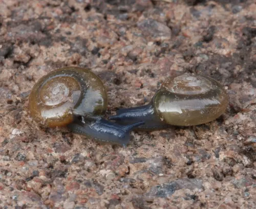 Cellar Snail - photo 5