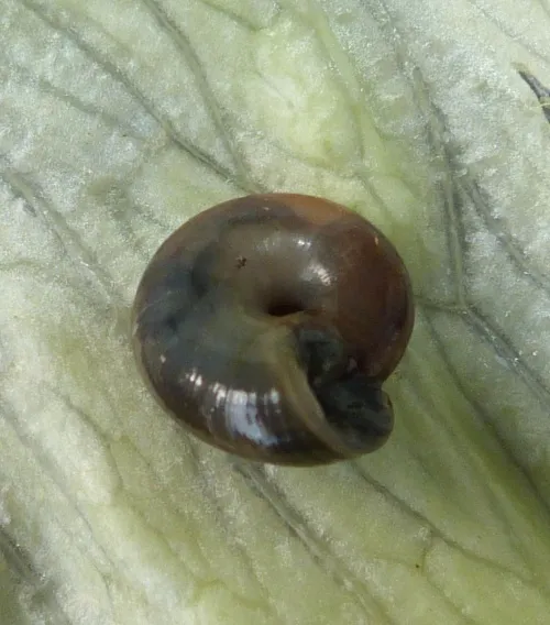 Cellar Snail - photo 6
