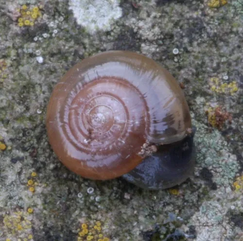 Cellar Snail - photo 7