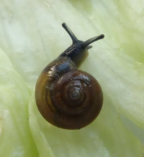 Cellar Snail - photo 8