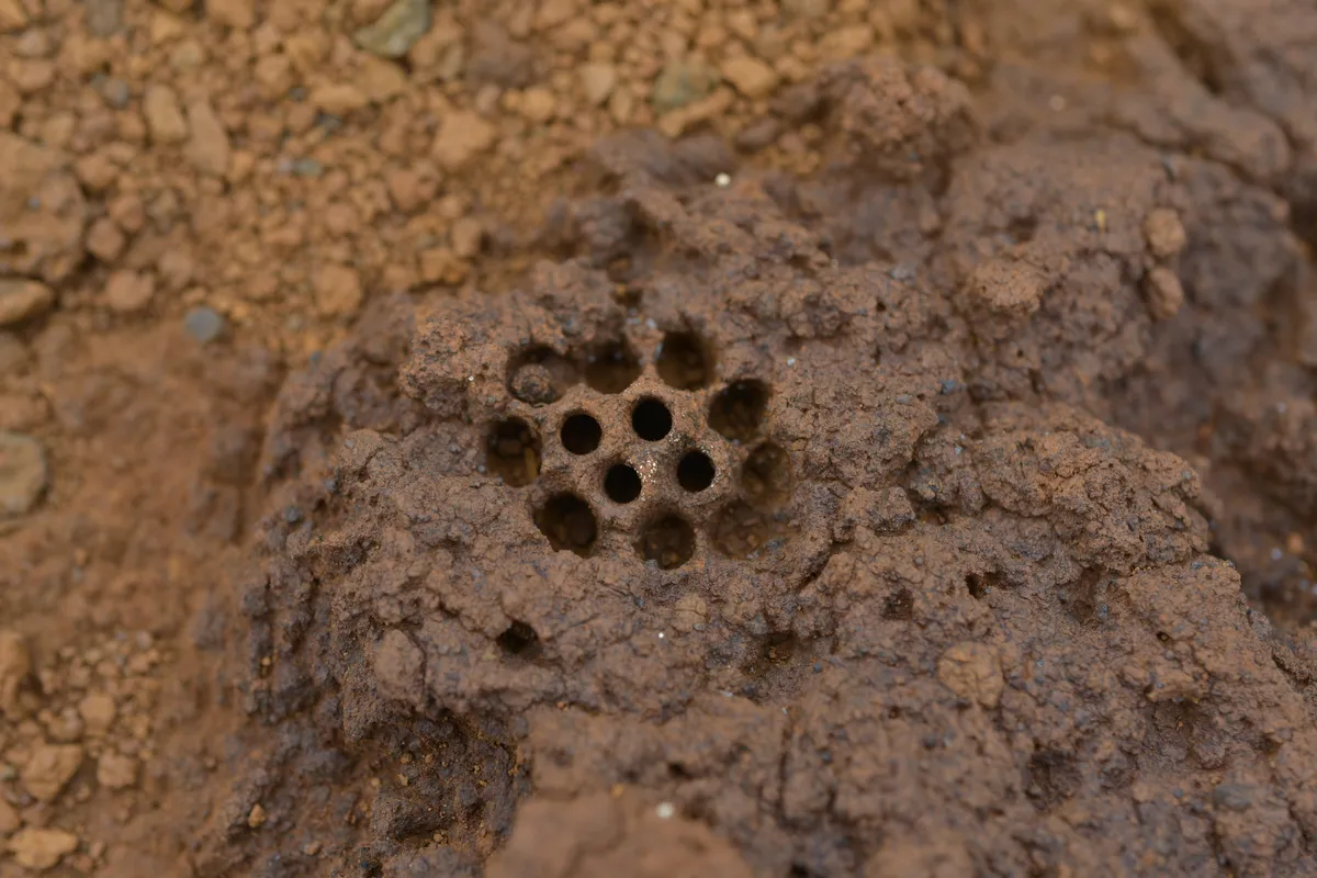Celliformidae - photo 3