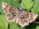 Common Streaky-Skipper - Hodges#3975 - photo 5