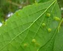 Hackberry Aciculate Gall Midge