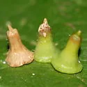 Hackberry Aciculate Gall Midge - photo 2