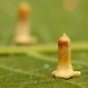 Hackberry Aciculate Gall Midge - photo 3