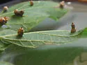 Hackberry Aciculate Gall Midge - photo 4