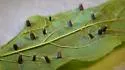 Hackberry Aciculate Gall Midge - photo 5