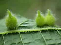 Hackberry Narrow-tipped Gall Midge