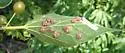 Hackberry Rosette Gall Midge