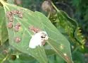 Hackberry Rosette Gall Midge - photo 2