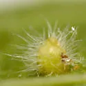 Hackberry Rosette Gall Midge - photo 3