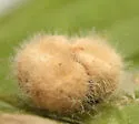 Hackberry Rosette Gall Midge - photo 4