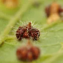 Hackberry Rosette Gall Midge - photo 5