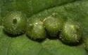 Hackberry Acorn Gall Midge