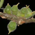 Hackberry Acorn Gall Midge - photo 2