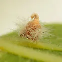 Hackberry Acorn Gall Midge - photo 3