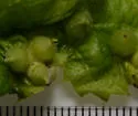 Hackberry Acorn Gall Midge - photo 4