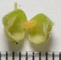 Hackberry Acorn Gall Midge - photo 5