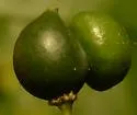 Hackberry Aggregate Gall Midge - photo 2