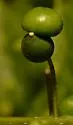 Hackberry Aggregate Gall Midge - photo 3