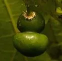 Hackberry Aggregate Gall Midge - photo 4