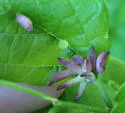 Hackberry Horn Gall Midge - photo 2