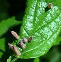 Hackberry Horn Gall Midge - photo 3