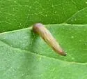 Hackberry Horn Gall Midge - photo 4