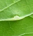 Hackberry Horn Gall Midge - photo 5