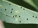 Celticecis cupiformis - photo 2