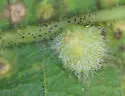 Hackberry Globular Leaf Gall Midge