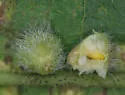 Hackberry Globular Leaf Gall Midge - photo 2