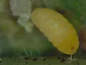 Hackberry Globular Leaf Gall Midge - photo 3