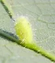 Hackberry Globular Leaf Gall Midge - photo 4