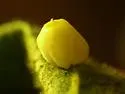 Hackberry Globular Leaf Gall Midge - photo 5